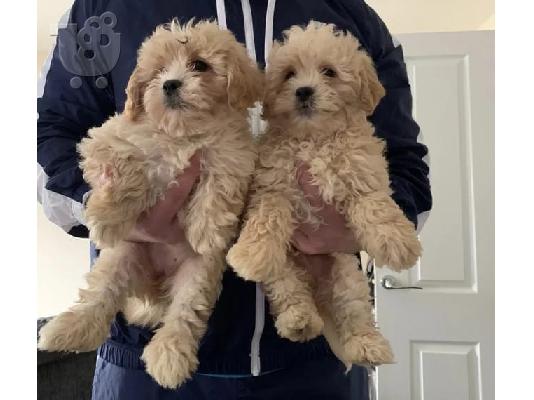 PoulaTo: Παιχνίδι Poodle